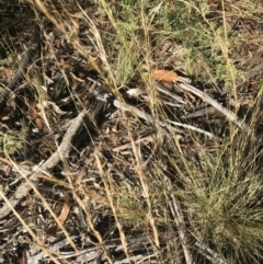 Austrostipa scabra (Corkscrew Grass, Slender Speargrass) at Red Hill to Yarralumla Creek - 30 Jan 2021 by Tapirlord