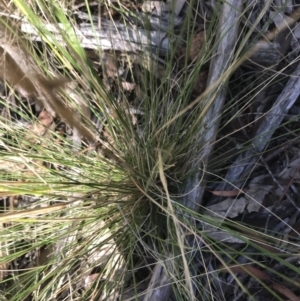 Austrostipa scabra at Hughes, ACT - 30 Jan 2021