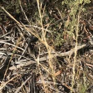 Austrostipa scabra at Hughes, ACT - 30 Jan 2021 05:43 PM