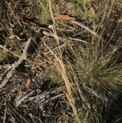 Austrostipa scabra at Hughes, ACT - 30 Jan 2021 05:43 PM