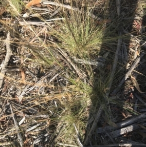 Austrostipa scabra at Hughes, ACT - 30 Jan 2021 05:43 PM