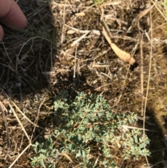 Euphorbia dallachyana (Mat Spurge, Caustic Weed) at Hughes, ACT - 30 Jan 2021 by Tapirlord
