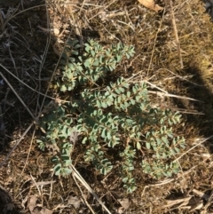 Euphorbia dallachyana at Hughes, ACT - 30 Jan 2021 05:53 PM