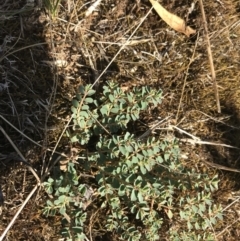 Euphorbia dallachyana at Hughes, ACT - 30 Jan 2021