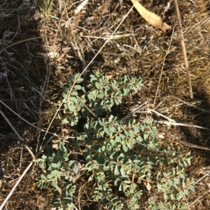 Euphorbia dallachyana at Hughes, ACT - 30 Jan 2021 05:53 PM