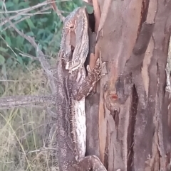 Pogona barbata (Eastern Bearded Dragon) at Paddys River, ACT - 30 Jan 2021 by MichaelBedingfield