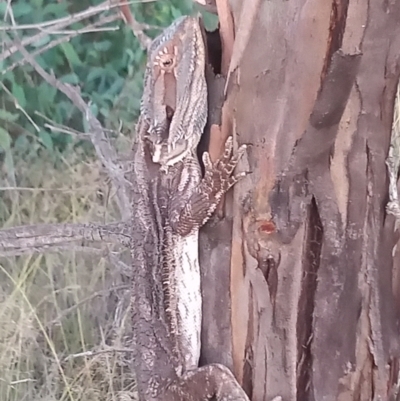 Pogona barbata (Eastern Bearded Dragon) at Paddys River, ACT - 30 Jan 2021 by MichaelBedingfield