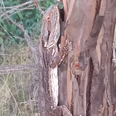 Pogona barbata (Eastern Bearded Dragon) at Pine Island to Point Hut - 30 Jan 2021 by michaelb