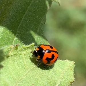 Coccinella transversalis at Murrumbateman, NSW - 30 Jan 2021 11:33 AM