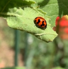 Coccinella transversalis at Murrumbateman, NSW - 30 Jan 2021 11:33 AM