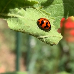 Coccinella transversalis at Murrumbateman, NSW - 30 Jan 2021 11:33 AM