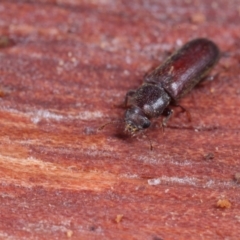 Lyctus sp. (genus) (Powder-post Beetle) at ANBG - 30 Jan 2021 by liuzhh22