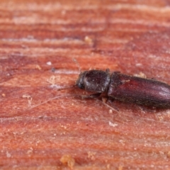 Lyctus sp. (genus) at Acton, ACT - 30 Jan 2021