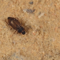 Hydraenidae sp. (family) (A minute moss beetle) at Acton, ACT - 30 Jan 2021 by liuzhh22