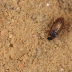 Hydraenidae sp. (family) at Acton, ACT - 30 Jan 2021 06:51 PM