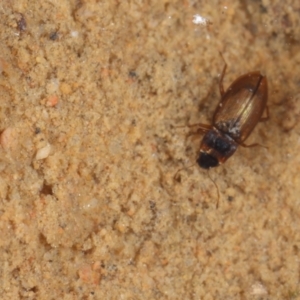 Hydraenidae sp. (family) at Acton, ACT - 30 Jan 2021