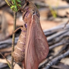 Abantiades hyalinatus (Mustard Ghost Moth) at Wingecarribee Local Government Area - 30 Jan 2021 by Aussiegall