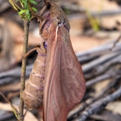 Abantiades hyalinatus (Mustard Ghost Moth) at Penrose, NSW - 30 Jan 2021 by Aussiegall