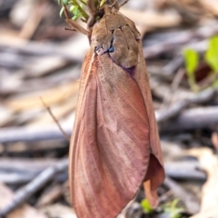 Abantiades hyalinatus at Penrose, NSW - 30 Jan 2021