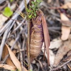 Abantiades hyalinatus at Penrose, NSW - 30 Jan 2021