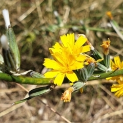Chondrilla juncea (Skeleton Weed) at Cook, ACT - 20 Jan 2021 by drakes