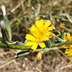 Chondrilla juncea (Skeleton Weed) at Mount Painter - 19 Jan 2021 by drakes