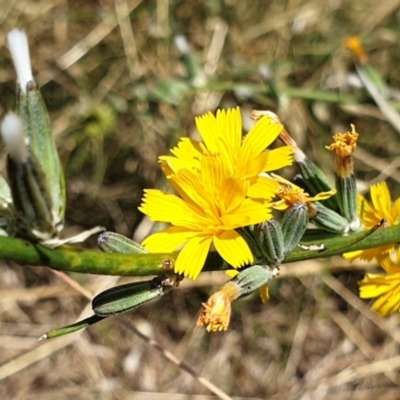 Chondrilla juncea (Skeleton Weed) at Mount Painter - 19 Jan 2021 by drakes