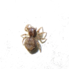 Servaea sp. (genus) (Unidentified Servaea jumping spider) at Flynn, ACT - 30 Jan 2021 by Christine
