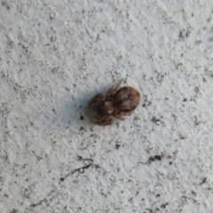 Servaea sp. (genus) at Flynn, ACT - 30 Jan 2021 03:43 PM