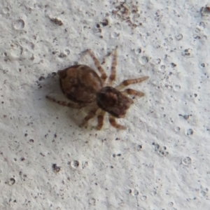 Servaea sp. (genus) at Flynn, ACT - 30 Jan 2021 03:43 PM