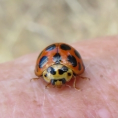 Harmonia conformis (Common Spotted Ladybird) at Point 4999 - 30 Jan 2021 by Christine