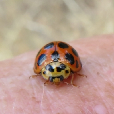 Harmonia conformis (Common Spotted Ladybird) at Black Mountain - 30 Jan 2021 by Christine