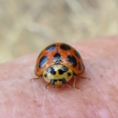 Harmonia conformis (Common Spotted Ladybird) at Black Mountain - 30 Jan 2021 by Christine