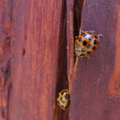 Harmonia conformis at Point 4999 - 30 Jan 2021