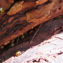 Harmonia conformis at Point 4999 - 30 Jan 2021 02:00 PM