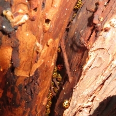 Harmonia conformis at Point 4999 - 30 Jan 2021