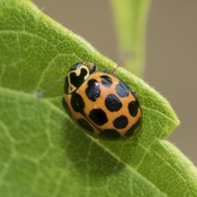 Harmonia conformis (Common Spotted Ladybird) at Higgins, ACT - 29 Jan 2021 by AlisonMilton