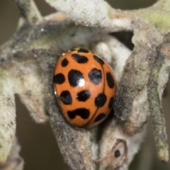 Harmonia conformis at Higgins, ACT - 30 Jan 2021