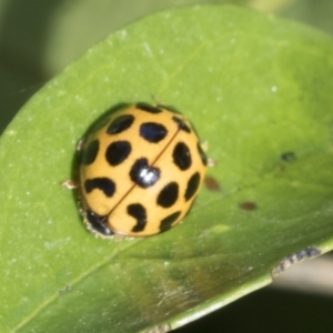 Harmonia conformis at Higgins, ACT - 30 Jan 2021 10:10 AM