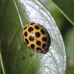 Harmonia conformis at Higgins, ACT - 30 Jan 2021 10:10 AM