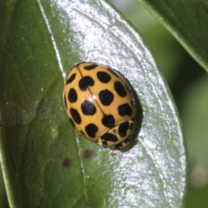 Harmonia conformis at Higgins, ACT - 30 Jan 2021