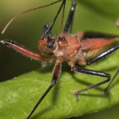 Gminatus australis (Orange assassin bug) at Higgins, ACT - 30 Jan 2021 by AlisonMilton