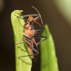 Gminatus australis at Higgins, ACT - 30 Jan 2021 10:04 AM