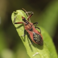 Gminatus australis at Higgins, ACT - 30 Jan 2021 10:04 AM