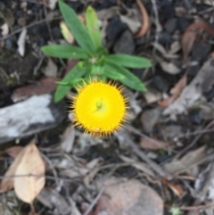 Coronidium oxylepis subsp. lanatum (Woolly Pointed Everlasting) at Acton, ACT - 31 Jan 2021 by WalterEgo