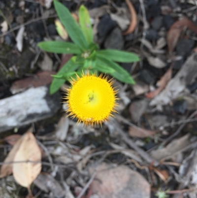 Coronidium oxylepis subsp. lanatum (Woolly Pointed Everlasting) at Acton, ACT - 31 Jan 2021 by WalterEgo