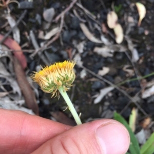 Coronidium oxylepis subsp. lanatum at Acton, ACT - 31 Jan 2021 10:17 AM