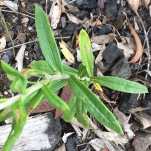 Coronidium oxylepis subsp. lanatum at Acton, ACT - 31 Jan 2021 10:17 AM