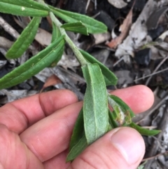 Coronidium oxylepis subsp. lanatum at Acton, ACT - 31 Jan 2021