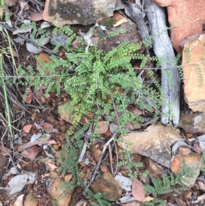 Bossiaea buxifolia at Acton, ACT - 31 Jan 2021